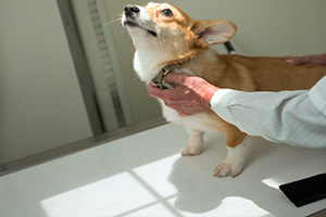 Diagnostics & Labs